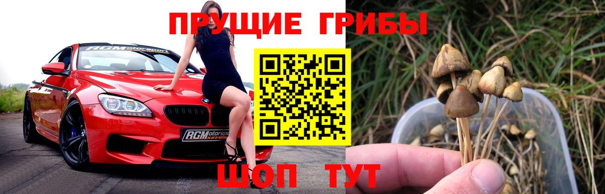 Избербаш  Псилоцибиновые грибы ЛСД  Псилоцибиновые грибы Cubensis  хочу   Вход с VPN 